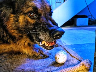 german shepherd dog