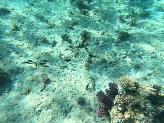 Reef with lots of colorful corals and lots of fish in clear blue water in the Red Sea near Hurgharda, Egypt