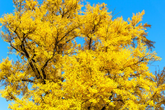 bright yellow autumn leaves ginkgo biloba tree in the city park on blue sky background  