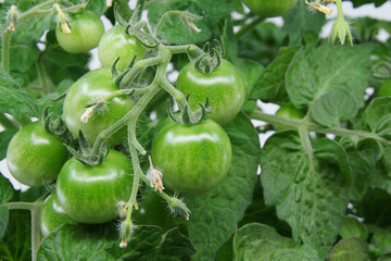 Unripe green cherry tomatoes on a branch. Cherry tomato bush growing in a pot. Maturation of tomatoes at home.	