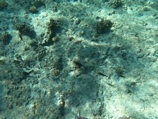 Reef with lots of colorful corals and lots of fish in clear blue water in the Red Sea near Hurgharda, Egypt