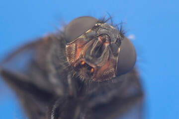 closeup of a fly on a blue background. microcosm of insects.