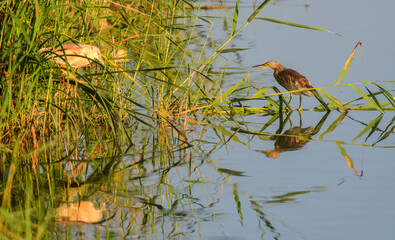 A squacco heron (Ardeola ralloides) in the Natural Park of the Ebro Delta