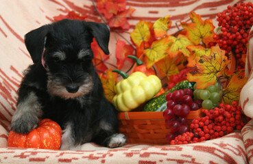 puppy in a basket