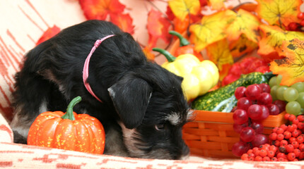 silver and black miniature Schnauzer with pumpkin
