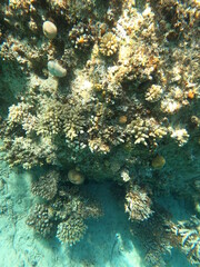Reef with lots of colorful corals and lots of fish in clear blue water in the Red Sea near Hurgharda, Egypt