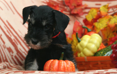 miniature Schnauzer puppy with pumpkin