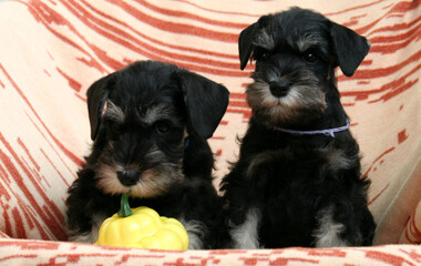 miniature Schnauzer puppy