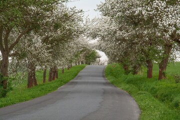 Blossoming apple tree alley by the road. East Moravia. Czechia. Europe.