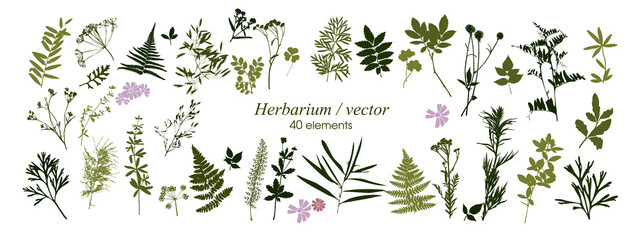 Set of silhouettes of botanical elements. Herbarium. Branches with leaves, herbs, wild plants, trees. Garden and forest collection of leaves and grass. Vector illustration on white background - obrazy, fototapety, plakaty