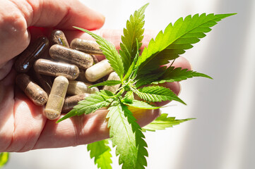 Agronomist or pharmacist holds a hemp plant and medical capsules with medicine or dietary...