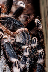 tarantula acanthoscurria geniculata in natural environment