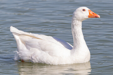 White goose enjoying the cool waters of a pond