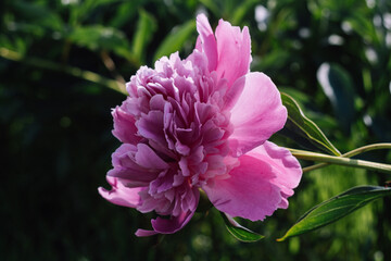 pink and white flower