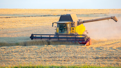 The harvester is harvesting wheat in the field. grain preparation. agronomy and agriculture.