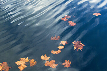 autumn maple leaves on water wave surface  with blue sky reflection autumnal mood concept