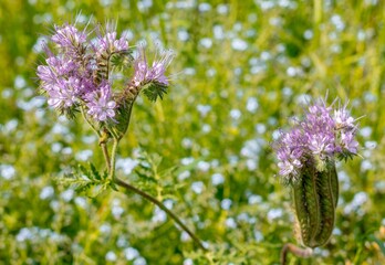 Dzika natura