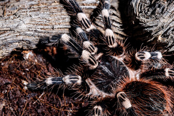 tarantula acanthoscurria geniculata in natural environment