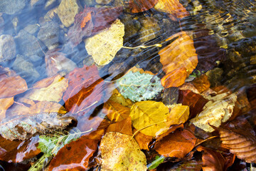 Fototapeta na wymiar yellow and orange color autumn leaves in clear mountain river water background