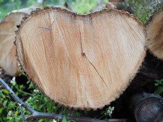 Querschnitt - gerodeter Baum mit Jahresringen 