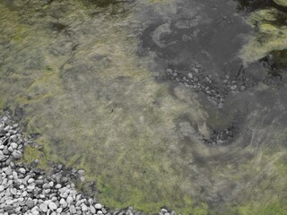 Klimawandel - grüne Algen schwimmen auf dem Wasser