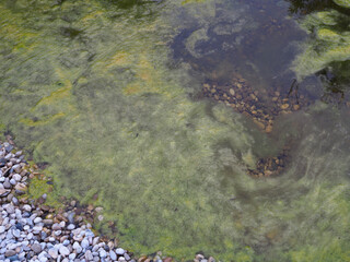 Seeufer  - grüne Algen schwimmen auf dem Wasser	