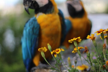 Flowers and a pair of yellow and blue macaws, Caracas, Venezuela