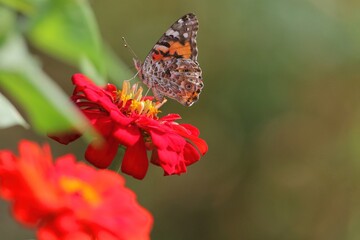 A bright red Zinnea flower showcasing a Painted Lady Butterfly.
