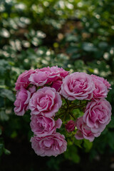 pink blossoming roses in the garden