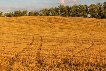 Wheat field after harvest. Stripes in the field, paths of straw stalks. Hot August evening.
