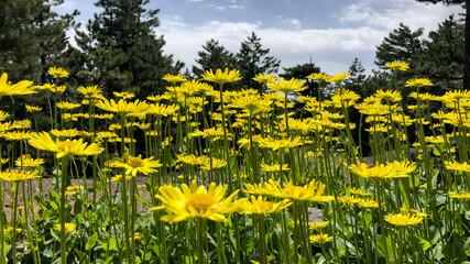 Obraz premium yellow tiger eye from endemic species flowers in nature