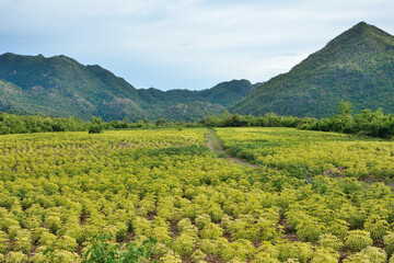 Fototapeta na wymiar Cassava plantation has mountains as a background in Thailand