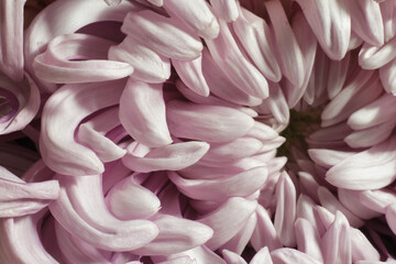 Close-up of pink dahlia with center in focus and softer edges, selective focus