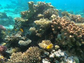 Reef with lots of colorful corals and lots of fish in clear blue water in the Red Sea near Hurgharda, Egypt