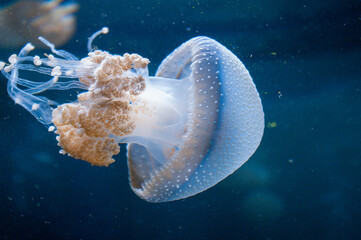 Jellyfish swimming, Phyllorhiza punctata