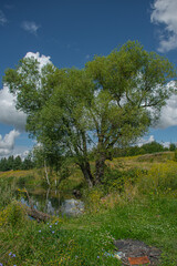 summer landscape with clouds and trees