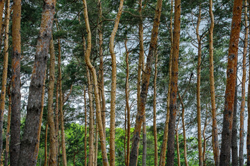 Fototapeta premium spruce forest, pinery, pine forest, Pine Tree, Fairy Forest, untouched spruce forest