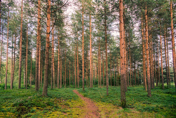 Fototapeta na wymiar Finnish Forest in Summer