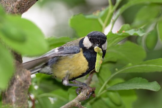 The tit bears a caterpillar for the young. Czechia. Europe. 
