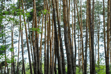 Fototapeta premium spruce forest, pinery, pine forest, Pine Tree, Fairy Forest, untouched spruce forest