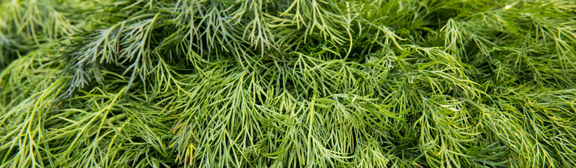 Dill weed. Fresh dill greens.