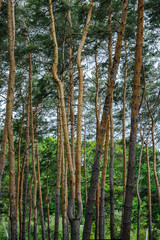Fototapeta premium spruce forest, pinery, pine forest, Pine Tree, Fairy Forest, untouched spruce forest