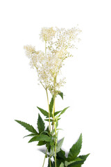 Meadowsweet flower on white background. Aromatic white flower with sweet taste and flavour. Powerful natural healer in folk medicine.