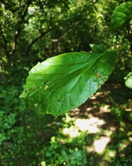 green leaves in the forest