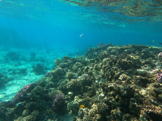 Reef with lots of colorful corals and lots of fish in clear blue water in the Red Sea near Hurgharda, Egypt