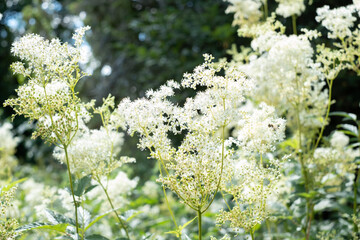 Close-up of creamy white meadowsweet in nature. Aromatic white flower with sweet taste and flavour. Powerful natural healer in folk medicine.