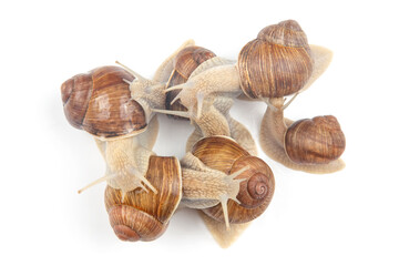 Helix pomatia. grape snail on a white background. mollusc and invertebrate. gourmet protein meat food. communication of the individual in society