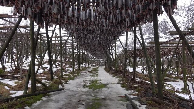 Norwegian traditional stockfish outdoor drying on the sun above blue cloudy sky.