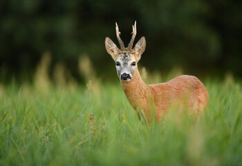 Roe deer buck( Capreolus capreolus )