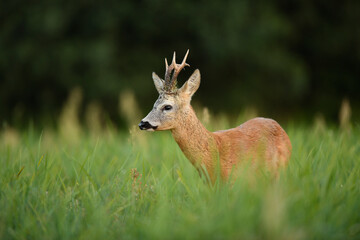 Roe deer buck( Capreolus capreolus )